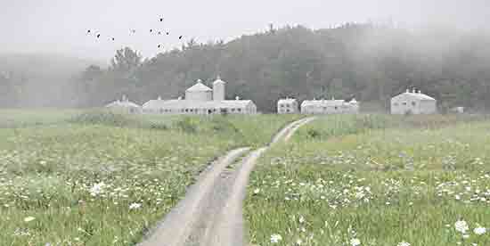 Lori Deiter LD3468 - LD3468 - Country Field - 18x9 Photography, Landscape, Farm, Barn, White Barns, Road, Wildflowers, Country Field from Penny Lane