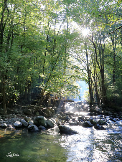 Lori Deiter LD3476 - LD3476 - Little Pigeon River Portrait  - 12x16 Photography, Landscape, River, Little Pigeon River, Pigeon Forge, Tennessee, Rocks, Trees, Sunlight from Penny Lane