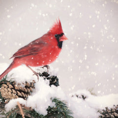 LD3724 - Winter Cardinal II - 12x12