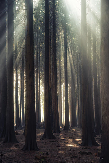 Martin Podt MPP1040 - MPP1040 - God Rays - 12x18 Photography, Landscape, Trees, Forest, Leaves, Sunlight, White Sunlight, God Rays, from Penny Lane