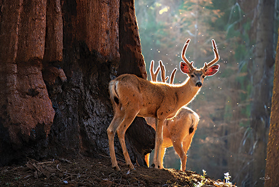 Martin Podt MPP1081 - MPP1081 - Deer at the Sequoias II - 18x12 Photography, Deer, Landscape, Trees, Sequoia National Forest, California, Sunlight, Nature from Penny Lane