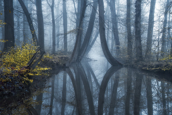 Martin Podt MPP1143 - MPP1143 - A Touch of Yellow - 18x12 Photography, Landscape, Trees, Pond, Yellow Bush, Reflections, Forest from Penny Lane