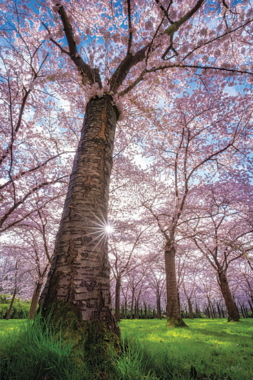 Martin Podt MPP1150 - MPP1150 - Spring Serenade - 12x18 Photography, Landscape, Forest, Trees, Blossoms, Pink Blossoms, Spring, Sunlight from Penny Lane