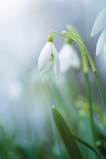 Martin Podt MPP1153 - MPP1153 - A Snowdrop's Tale - 12x18 Photography, Flowers, White Flowers, Snowdrop Flower, Close-up from Penny Lane