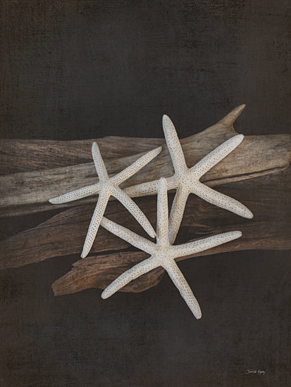 Jennifer Rigsby RIG230 - RIG230 - Vintage Sea I - 12x16 Photography, Coastal, Still Life, Starfish, Driftwood from Penny Lane