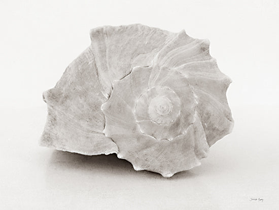 Jennifer Rigsby RIG233 - RIG233 - Vintage Conch Shells I - 16x12 Photography, Coastal, Shell, Conch Shell, White from Penny Lane