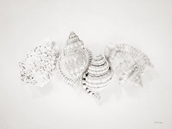 Jennifer Rigsby RIG236 - RIG236 - Vintage Nutmeg Shells - 16x12 Photography, Coastal, Shells, Nutmeg Shells, White from Penny Lane