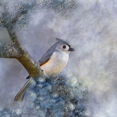 RLV694 - Tufted Titmouse I - 12x12