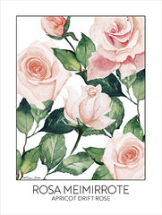 SB1351 - Apricot Drift Rose - 12x16