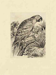 SDS1472 - Parrot Illustration - 12x16