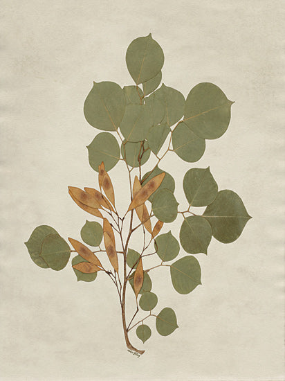 Amber Sterling AS384 - AS384 - Botanical Leaves 3 - 12x16 eucalyptus branch, round eucalyptus leaves, botanical specimen, pressed leaves, herbarium style, minimal botanical art, soft green foliage, natural texture, neutral background, modern farmhouse botanical, airy, simple composition, greenery, nature from Penny Lane