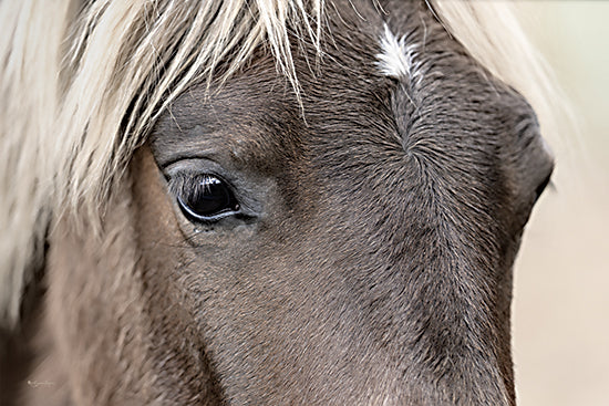 Susie Boyer BOY792 - BOY792 - Jackson - 18x12 close-up horse, animal portrait, horse eye, mane detail, soft lighting, rural life, nature photography, emotion in animals from Penny Lane