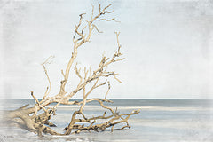 BOY803 - Driftwood on the Shore     - 18x12