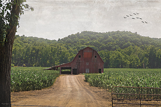 Susie Boyer BOY809 - BOY809 - Green Acres - 18x12 red barn, dirt road, country path, cornfield, farmland, rural landscape, summer, green crops, rolling hills, trees, birds flying, rustic, Americana, farmhouse decor, nature, scenic countryside from Penny Lane