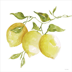 CIN4484 - Lemon Trio I - 12x12