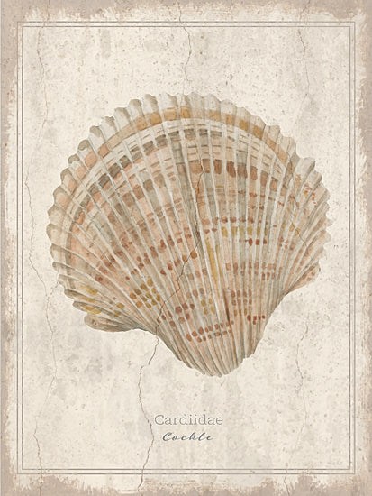 Cindy Jacobs CIN4521 - CIN4521 - Shell Study - Cockle - 12x16 watercolor cockle shell; aged plaster background; vintage coastal specimen print; neutral beach decor; natural history shell study; weathered wall texture; framed shell illustration; soft seaside palette; antique scientific print style; decorative ocean life art; rustic coastal wall decor; painterly shell portrait from Penny Lane