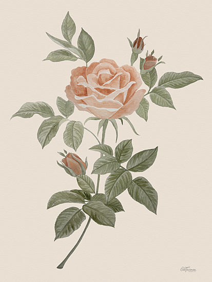 Cat Thurman Designs CTD150 - CTD150 - Antique Rose      - 12x16 vintage rose botanical, detailed rose illustration, peach rose, floral art, botanical watercolor, classic flower drawing from Penny Lane