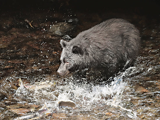 Lori Deiter LD3439 - LD3439 - Salmon Splish Slash - 16x12 Photography, Bear, Splashing, Fish, Salmon, Creek, Wildlife from Penny Lane