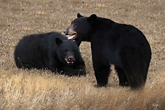 Lori Deiter LD3542 - LD3542 - Pair of Bears - 18x12 Photography, Bears, Black Bears, Brush, Wildlife from Penny Lane