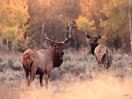 Lori Deiter LD3854 - LD3854 - Elk Pair in Autumn - 16x12 elk pair in meadow, bull elk with antlers and cow elk, autumn trees, fall colors, wildlife scene, soft painterly look, romantic nature moment, seasonal fall, outdoors, rustic lodge decor, moody warm tones from Penny Lane