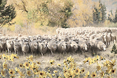 LD3925 - Herding the Sheep - 18x12