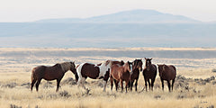 LD3933 - The Wild Bunch - 18x9