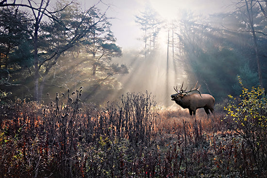 Lori Deiter LD4096 - LD4096 - Bugling Elk - 18x12 animals, landscape, wildlife, trees, rural, elk, forest, mist, sunlight, sun rays, morning, moody, photography, brown from Penny Lane
