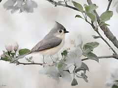 LD4192 - Apple Blossom Titmouse I - 16x12