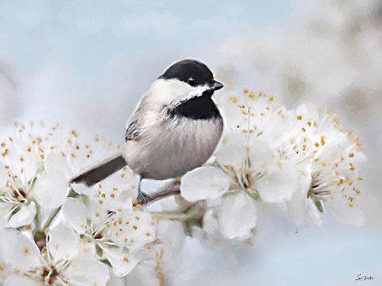 Lori Deiter LD4194 - LD4194 - Chickadee's Perch I - 16x12 animals, botanical, holidays & seasonal, birds, floral, spring, chickadee, blossoms, branch, painterly, whimsical, digital painting, white from Penny Lane