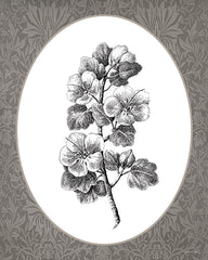 LET1376 - Vintage Botanical II - 12x16