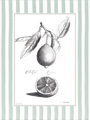 LET1502 - Citrus Sketch II - 12x16