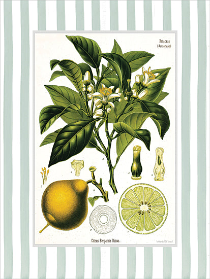 lettered & lined LET1503 - LET1503 - Citrus Bergamia Risso - 12x16 botanical, backgrounds & patterns, food & drink, floral, greenery, leaves, fruit & vegetables, lemon, blossom, scientific illustration, striped background, vintage, decorative, engraving, green from Penny Lane