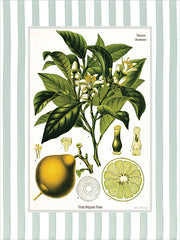 LET1503 - Citrus Bergamia Risso - 12x16