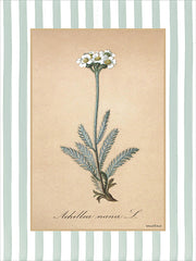 LET1505 - Achillea Nana L - 12x16