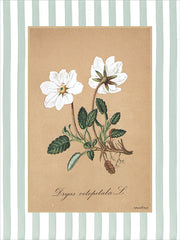 LET1506 - Dryas Octopetala L - 12x16