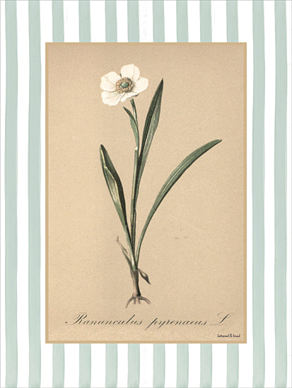lettered & lined LET1507 - LET1507 - Ranunculus Pyrenaeus L - 12x16 botanical, backgrounds & patterns, floral, greenery, leaves, ranunculus, scientific illustration, striped, vintage, decorative, digital illustration, beige from Penny Lane