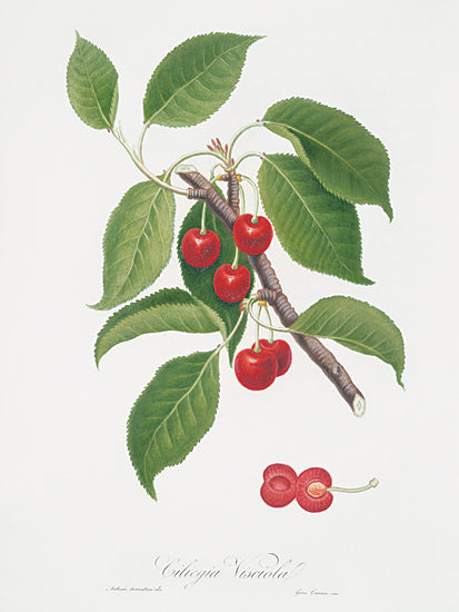lettered & lined LET1557 - LET1557 - Ciliegia Visciola    - 12x16 botanical, food & drink, leaves, trees, fruit & vegetables, cherry, branch, cerasina vesuviana, vintage, decorative, watercolor, multicolor from Penny Lane