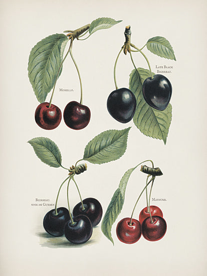 lettered & lined LET1558 - LET1558 - Vintage Fruit Print - Cherries    - 12x16 botanical, food & drink, still life, typography, greenery, leaves, fruit & vegetables, cherry, scientific illustration, morello cherry, black heart cherry, stem, vintage, decorative, watercolor, red from Penny Lane