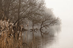 MPP1065 - In the Swamps    - 18x12