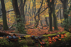 MPP1110 - Deep Forest - 18x12