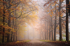 MPP1111 - Fall Forest - 18x12