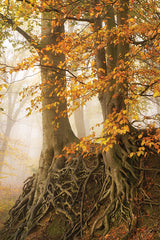 MPP1117 - Roots in Autumn Dress - 12x18