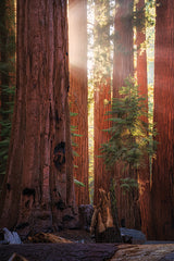 MPP1122 - Sunrays at the Sequoias - 12x18