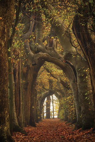 Martin Podt MPP1139 - MPP1139 - Tree Tunnel - 12x18 Landscape, nature, forest, path, trees, arch, moody, autumn, fall, enchanted, photography from Penny Lane