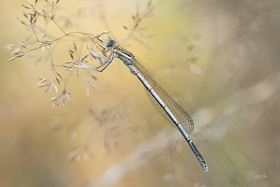 Martin Podt MPP1160 - MPP1160 - Delicate Dance - 18x12 damselfly macro insect, delicate wings insect photography, nature macro wildlife, insect perched on grass from Penny Lane