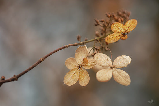 Martin Podt MPP1162 - MPP1162 - Fade Away - 18x12 dried hydrangea branch macro, botanical minimalism, soft natural tones flower photography from Penny Lane