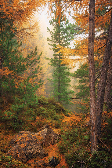 Martin Podt MPP1225 - MPP1225 - Gold and Greens of Autumn - 12x18 autumn forest, orange foliage, evergreen pine trees, misty woodland, rocky forest floor, fall colors, warm earth tones, dense trees, fog in the woods, mossy undergrowth, secluded nature path, woodland texture, scenic forest interior, peaceful wilderness, seasonal landscape, atmospheric forest photography, autumnal mood, golden needles, mountain forest, tranquil outdoor scene from Penny Lane