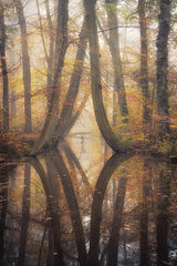 MPP1233 - Curved Reflections - 12x18