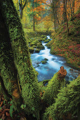 MPP1259 - Among the Moss - 12x18