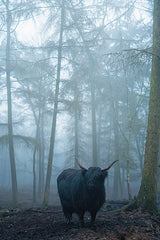 MPP1270 - Moooo D - 12x18